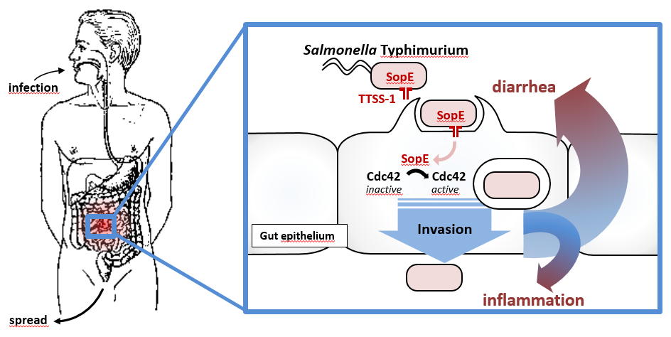 Enlarged view: Working model: role of the Salmonella Typhimurium TTSS-1 in the induction of enterocolitis