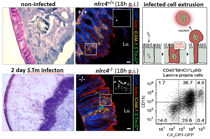 Enlarged view: Mucosal immune response to Salmonella infection