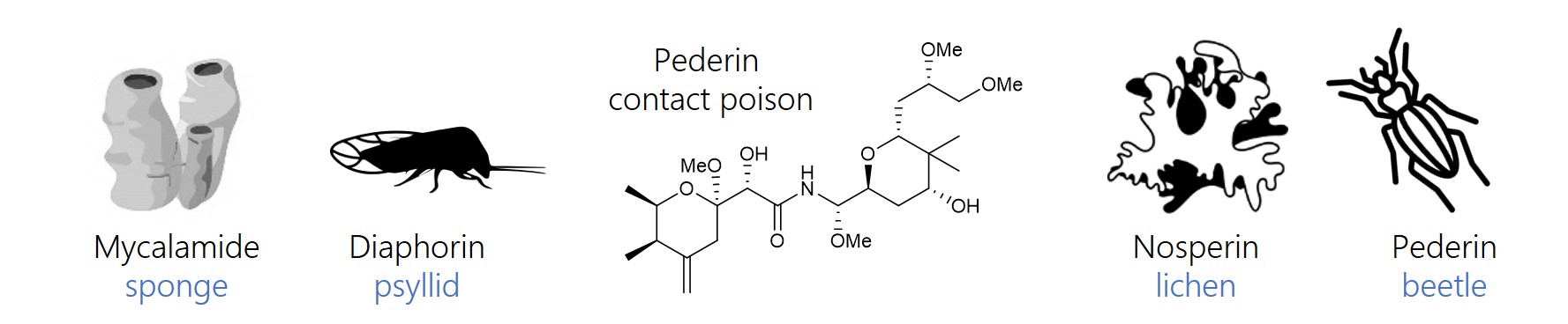 Pederin structure and sources of pederin-analogs